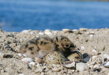 Sandviç kabuğu (Thalasseus sandvicensis), yuvadaki deniz kestanesi civcivi, Tiligulskiy haliçleri, Ukrayna 