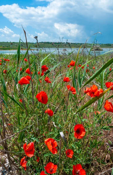 Papaver rhoeas (common poppy, corn poppy, corn rose, field poppy), flowering plants from the steppe
