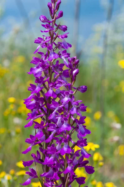 Orchis mascula - erken-mor orkide, bozkırdan çiçek açan bitkiler Tiligul halklarının kıyısındaki peyzaj parkında.