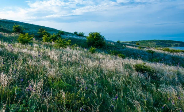 Ukraińska Trawa Piórkowa Stepowa Gatunek Trawy Stipa Capillata Krajobraz Stepowy — Zdjęcie stockowe