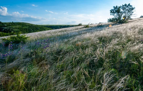 Ukrayna tüy bozkırı, Bunchgrass türleri (Stipa capillata), Güney Ukrayna bozkırları