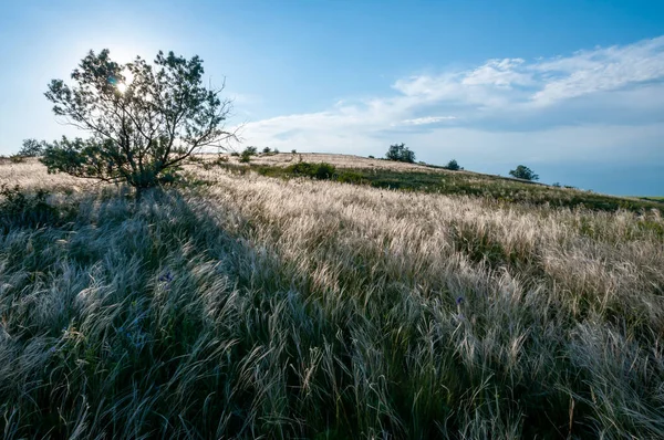 ウクライナの羽の草のステップ ブンチグラス種 スティッパカピラタ ウクライナ南部のステップの風景 — ストック写真