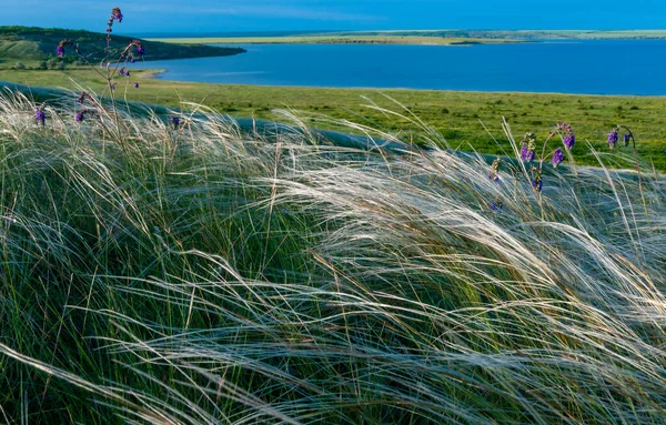 Ukrayna tüy bozkırı, Bunchgrass türleri (Stipa capillata), Güney Ukrayna bozkırları