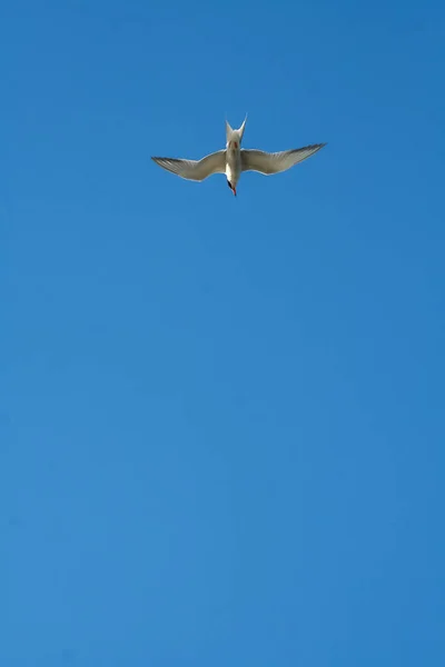 Sandwich Tern Thalasseus Sandvicensis Diving Blue Sky Ukraine — Stock Photo, Image