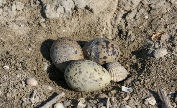 Sandwich Tern Thalasseus Sandvicensis Nest Eggs Ground Lower Reaches Tiligul — Stock Photo, Image