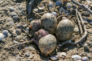 Sandviç kabuğu (Thalasseus sandvicensis), yuvadaki deniz kestanesi civcivi, Tiligul haliçleri, Ukrayna 