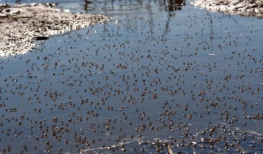 Kıyı sineği (Diptera) Ukrayna 'nın Tiligul haliçlerinin sığ sularında