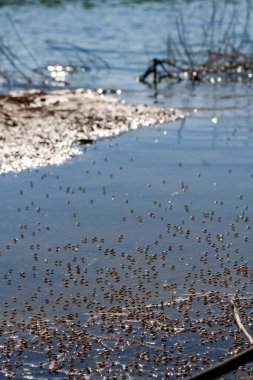 Kıyı sineği (Diptera) Ukrayna 'nın Tiligul haliçlerinin sığ sularında