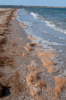 Su çiçekleri, deniz yosunları Ukrayna 'nın Tiligul haliçlerindeki yosunların toplu gelişimi sırasında kumlu kıyılara atılıyor.