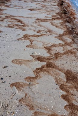 Su çiçekleri, deniz yosunları Ukrayna 'nın Tiligul haliçlerindeki yosunların toplu gelişimi sırasında kumlu kıyılara atılıyor.