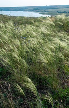 Ukrayna tüy bozkırı, Bunchgrass türleri (Stipa capillata), Güney Ukrayna bozkırları