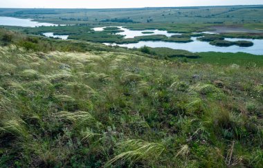 Ukrayna tüy bozkırı, Bunchgrass türleri (Stipa capillata), Güney Ukrayna bozkırları