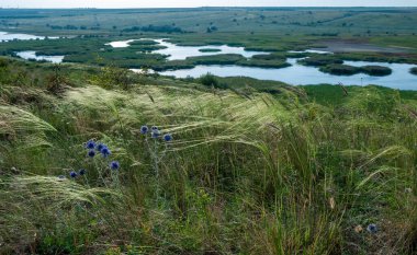 Ukrayna tüy bozkırı, Bunchgrass türleri (Stipa capillata), Güney Ukrayna bozkırları