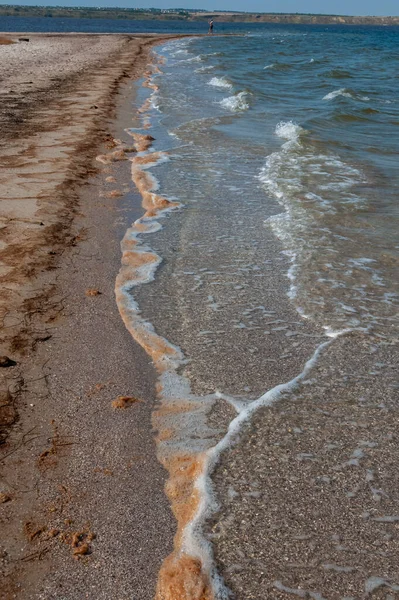 Ανθίζει Νερό Φύκια Ρίχνονται Στην Αμμώδη Ακτή Κατά Την Περίοδο — Φωτογραφία Αρχείου