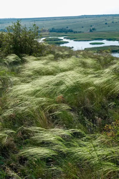 Ukrajinská Pírková Tráva Stepní Bunchgrass Stipa Capillata Stepní Krajina Jižní — Stock fotografie