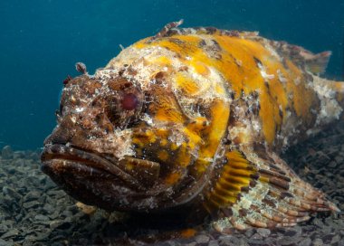 Zehirli tehlikeli balık, Avrupa kara akrep balığı (Scorpaena porcus), Karadeniz Balığı