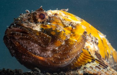 Zehirli tehlikeli balık, Avrupa kara akrep balığı (Scorpaena porcus), Karadeniz Balığı