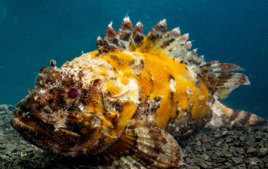 Zehirli tehlikeli balık, Avrupa kara akrep balığı (Scorpaena porcus), Karadeniz Balığı