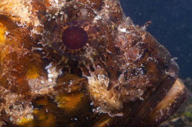 Zehirli tehlikeli balık, Avrupa kara akrep balığı (Scorpaena porcus), Karadeniz Balığı