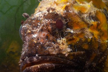 Zehirli tehlikeli balık, Avrupa kara akrep balığı (Scorpaena porcus), Karadeniz Balığı