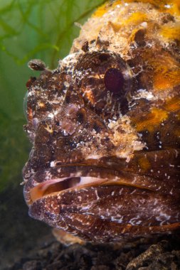 Zehirli tehlikeli balık, Avrupa kara akrep balığı (Scorpaena porcus), Karadeniz Balığı