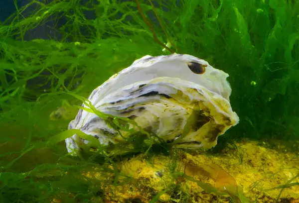 Mejillón Joven Unido Una Cáscara Ostra Sobre Fondo Las Algas —  Fotos de Stock