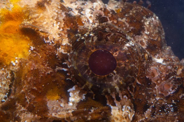 위험한 물고기 전갈고기 Scorpaena Porcus 흑해의 물고기 — 스톡 사진