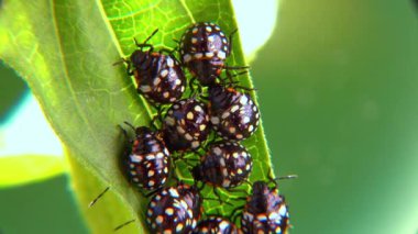 Yeşil sebze böceği (Nezara viridula), üçüncü instar, yeşil yapraklı genç tahtakuruları