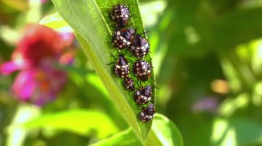 Yeşil sebze böceği (Nezara viridula), üçüncü instar, yeşil yapraklı genç tahtakuruları