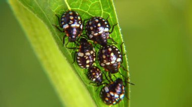 Yeşil sebze böceği (Nezara viridula), üçüncü instar, yeşil yapraklı genç tahtakuruları