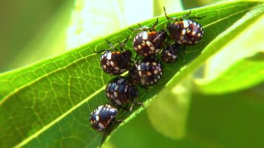 Yeşil sebze böceği (Nezara viridula), üçüncü instar, yeşil yapraklı genç tahtakuruları