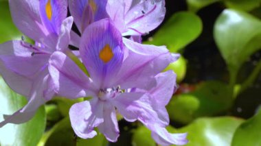 Eichhornia, su sümbülü (Eichhornia azurea), hafif mor asimetrik su bitkisi çiçeği, istilacı karantina türleri.
