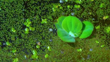 Pistia stratiotes, su bitkilerinde köksüz ördek otu (Wolffia arrhiza) ve ördek otu (Lemna turionifera) arasında yüzer.)