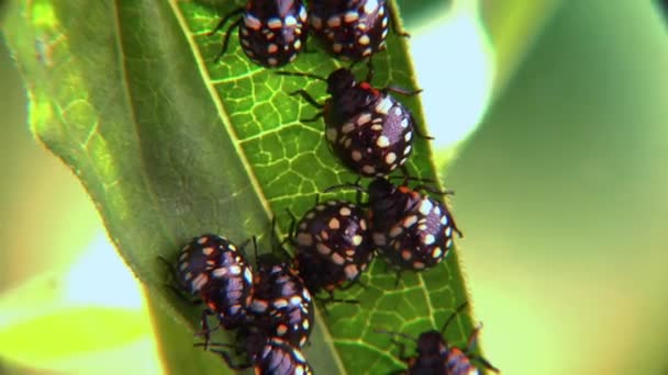Green Vegetable Bug Nezara Viridula Third Instar Young Bed Bugs — Stock Video