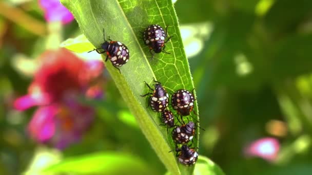 Yeşil Sebze Böceği Nezara Viridula Üçüncü Instar Yeşil Yapraklı Genç — Stok video