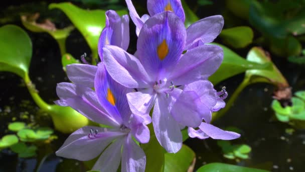 Eichhornia Jacintos Agua Eichhornia Azurea Flor Planta Acuática Asimétrica Suavemente — Vídeos de Stock