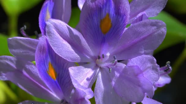 Eichhornia Hyacinth Air Eichhornia Azurea Lembut Ungu Bunga Tanaman Air — Stok Video
