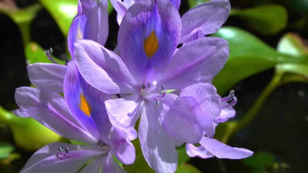 Eichhornia Jacintos Água Eichhornia Azurea Flor Aquática Assimétrica Ligeiramente Púrpura — Vídeo de Stock