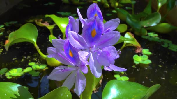Eichhornia Wasserhyazinthen Eichhornia Azurea Sanft Lila Asymmetrische Wasserpflanzenblüte Invasive Quarantäne — Stockvideo