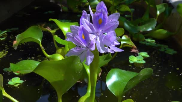 エイヒョルニア 水ヒヤシンス エイヒホルニアアズレア 穏やかに紫色の非対称性の水生植物の花 侵襲性隔離種 — ストック動画