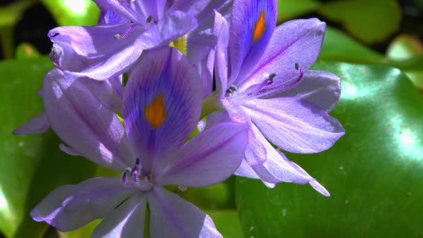 Eichhornia Jacintos Agua Eichhornia Azurea Flor Planta Acuática Asimétrica Suavemente — Vídeo de stock