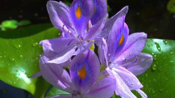 Eichhornia Wasserhyazinthen Eichhornia Azurea Sanft Lila Asymmetrische Wasserpflanzenblüte Invasive Quarantäne — Stockvideo