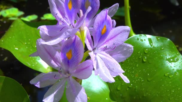 エイヒョルニア 水ヒヤシンス エイヒホルニアアズレア 穏やかに紫色の非対称性の水生植物の花 侵襲性隔離種 — ストック動画