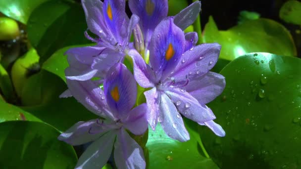 Eichhornia Vattenhyacinter Eichhornia Azurea Svagt Lila Asymmetrisk Vattenlevande Växtblomma Invasiva — Stockvideo