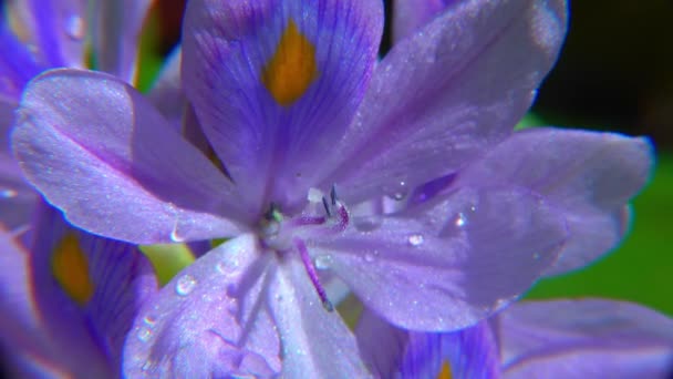 Ейхорн Водні Гіацинти Eichhornia Azurea Ніжно Фіолетова Асиметрична Квітка Водної — стокове відео