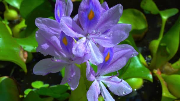 Eichhornia Jacintos Água Eichhornia Azurea Flor Aquática Assimétrica Ligeiramente Púrpura — Vídeo de Stock