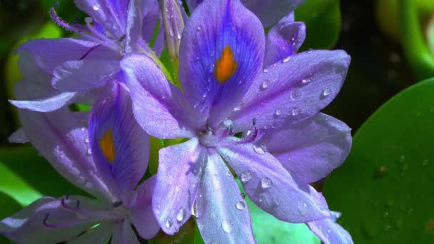 Eichhornia Vodní Hyacinty Eichhornia Azurea Jemně Fialové Asymetrické Květiny Vodních — Stock video