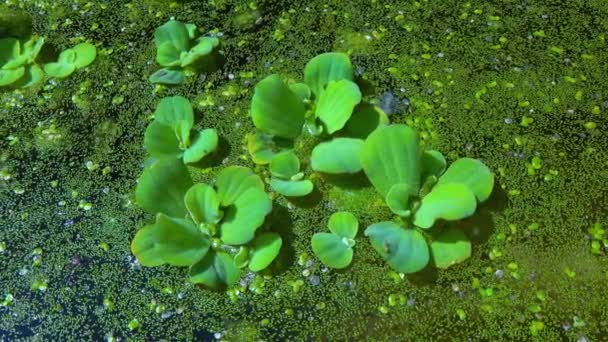 Pistia Stratiotes Plave Mezi Vodními Rostlinami Kořínkové Duckweed Wolffia Arrhiza — Stock video
