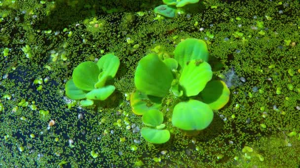 Pistia Stratiotes Plave Mezi Vodními Rostlinami Kořínkové Duckweed Wolffia Arrhiza — Stock video