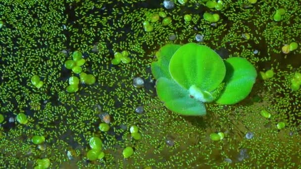 Pistia Stratiotes Nage Parmi Les Plantes Aquatiques Asclépiade Wolffia Arrhiza — Video